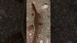 सांप की मौसी को बभनी सांप या Skink Lizard 🦎 नामो से जाना जाता है facts viral trending animals [upl. by Belldas251]