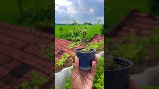 Gmelina philippensis part 2  Bonsai Tree  Sani Bonsai Zone garden gardening [upl. by Ingmar]