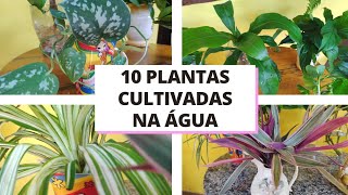 10 LINDAS PLANTAS que PODEM ser CULTIVADAS na ÁGUA [upl. by Herrmann296]