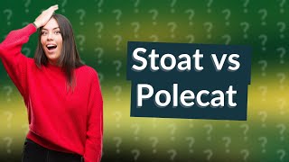 Is a stoat a polecat [upl. by Allac]