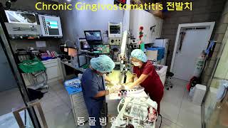 Cat Chronic Gingivostomatitis 고양이 만성구내염 전발치 [upl. by Stefan453]