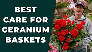 Best GERANIUM Care for Baskets  How to Clean Up amp Care for Geraniums [upl. by Htebsle]