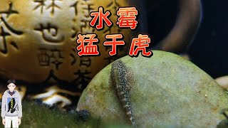 【鸫龟先生】自来水中有小瓜虫吗？让鱼生白点病的小瓜虫都是外来户，鱼缸水霉猛于虎。秋冬低温期鱼缸观赏鱼白点产生原因，鱼长白毛水霉病的原因和治疗方法，古法养鱼视频 [upl. by Britni]