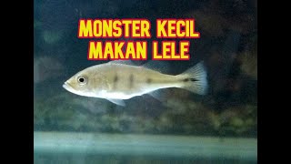 Ikan Peacok Bass Kecil Makan Lele [upl. by Marylee264]