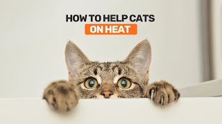 How to help Cats on heat [upl. by Nawj]