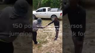 150 pounds Cane Corso jumping out of a Truck to Protect his Owner [upl. by Derek]