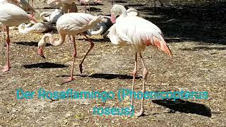 Der Rosaflamingo Phoenicopterus roseus Flamingo Rosa Rosaflamingo [upl. by Eromle577]