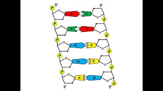 Aufbau der DNA [upl. by Novonod]