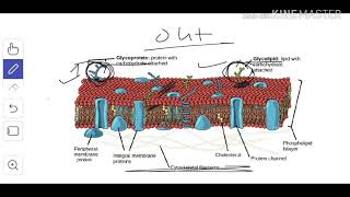 Cytology 4 Glycolipids amp Glycoproteins [upl. by Eul245]