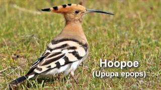 Hoopoe Bird Call and Pictures for Teaching BIRDSONG [upl. by Kevon682]