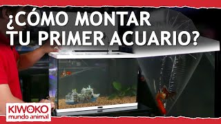 Tutorial para Montar tu PRIMER Acuario 💧🌿 [upl. by Reba]