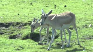 Perzische Kropgazelle Safaripark Beekse Bergen [upl. by Nassah239]