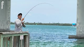 Pier Fishing UNDER a Bridge HOW TO CATCH almost EVERY SPECIES [upl. by Kerwon648]