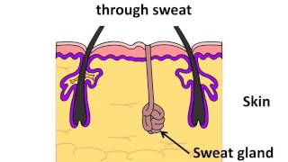 Science  Excretion in humans and animals  English [upl. by Thurber]