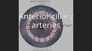 Anterior ciliary arteries [upl. by Nal]