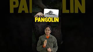 Pangolin The MOST Trafficked Mammal In the World pangolin mammal parchamcurrentaffairs [upl. by Nagar]