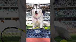 Il mio CANE PARTECIPA alle OLIMPIADI 🐶😧🥇 dog cane olimpiadi comico comedy [upl. by Ahsein]