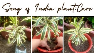 Song of IndiaDracaena reflexa plant care and propagation [upl. by Stubstad731]