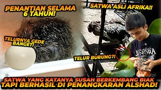 PENANTIAN 6 TAHUN  AKHIRNYA ALSHAD BERHASIL MENGEMBANG BIAKKAN DINOSAURUS MODERN [upl. by Reamy]