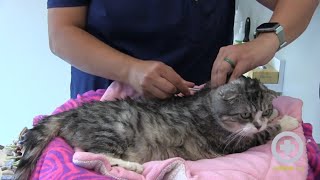 How to Administer Insulin to Your Cat at Home [upl. by Edla]