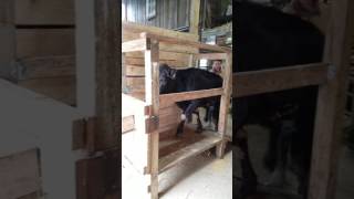 Milking stanchion demonstrated [upl. by Dianemarie]