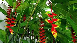 How to Plant Flower Banana or Heliconia Rostrata For Ornamental Plants At Home [upl. by Enidualc]