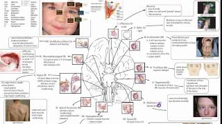 Cranial Nerves Part 1 [upl. by Tedda66]