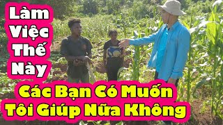 Vì Sao Kênh 2Q nhiều Drama Vườn Ngô của Tám vào Mùa Khô 2Q Vlogs Cuộc Sống Châu Phi [upl. by Trebreh]