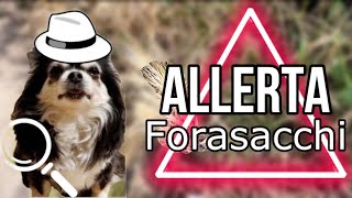 ALLERTA FORASACCHI un pericolo nascosto per i nostri cani [upl. by Aihsyt]