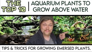 TOP 10 EASY Aquarium Plants to Grow Above Water in Your Fish Tank Growing Emersed Aquatic Plants [upl. by Fabrianne829]