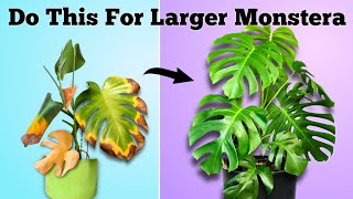 How to Set Your Monstera For Success  Monstera Deliciosa Plant Care [upl. by Adolfo]