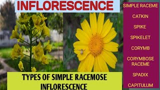 Types of Simple Racemose Inflorescence racemecorymbspadixcapitulumumbelspikecatkin [upl. by Walley332]