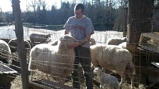 East Friesian Sheep Friesian Sheep East Friesian dairy sheep Karras Farm [upl. by Iggam632]