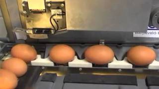 impresoras de huevos inkjet egg printers [upl. by Elfont]