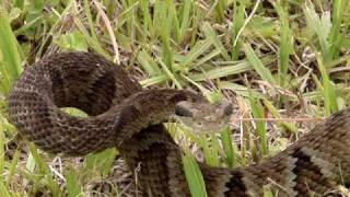 Serpente Bothrops jararaca video II [upl. by Elletnohs]