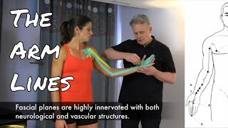 The Arm Lines  Fascial Connections  Acupuncture Meridians [upl. by Rosenberg]