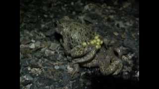 Part 3 Midwife Toad Alytes obstetricans amplexus [upl. by Gaudette]