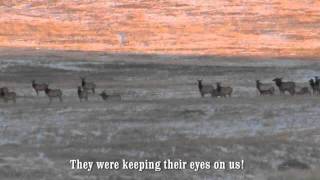 Elk south of Calgary [upl. by Dorahs209]