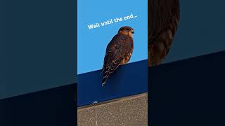 A young Merlin falcon is taking its first steps towards independence Nature Wildlife Falcon [upl. by Camila]