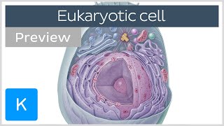 Eukaryotic cell structure and function preview  Human Neuroanatomy  Kenhub [upl. by Kurman]