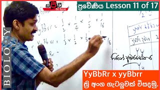 6 11 ප්‍රවේණිය ත්‍රි අංග මුහුම් ගැටලුවක රූපානුදර්ශ සෙවිම Genetics YyBbRr x yyBbrr Trihybrid cross [upl. by Enelie]