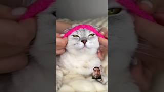 Sport cat😺 abdullah913 shorts foryou cat cats sports viral video cute animals catlover [upl. by Clorinda]