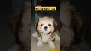 Unconditional love shihtzu puppylife unconditionallove petlover shorts pets emotional love [upl. by Crichton]