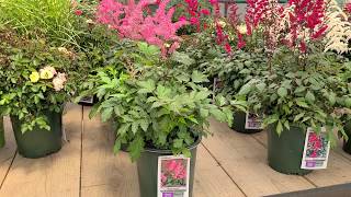 Astilbe Rheinland False Spirea  Classic Hardy Easy to Grow Time Tested Perennial [upl. by Reivilo]