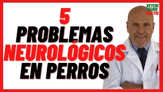 5 Problemas Neurológicos en Perros 🔴 Ataxia Síndrome Vestibular y de Wobbler Ictus Demencia Senil [upl. by Esihcoc]