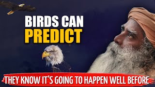 The Truth behind BIRDS PREDICTIONS  They Know Its Going To Happen Well Before  Sadhguru [upl. by Boorer524]