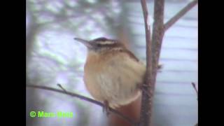 Troglodyte de CarolineCarolina Wren [upl. by Chancey898]