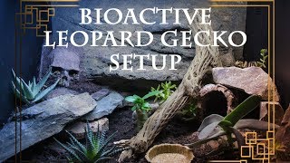 Bioactive LEOPARD GECKO setup [upl. by Yzeerb]