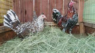 Spangled Mcleans Gamefowl Pens Gallos Finos  Roosters [upl. by Drof958]