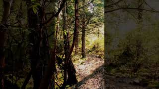 Heading Down The Trail🥾🥾🏔️lonetreehill shorts hikingcanada midliferising [upl. by Glendon]